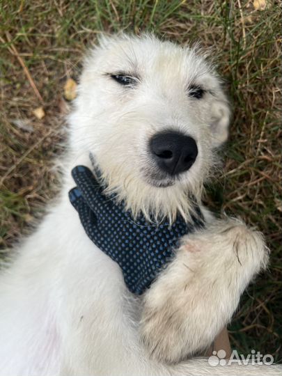 Собака Марта ищет дом