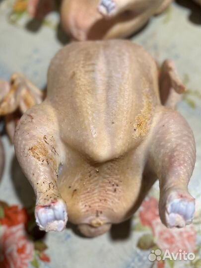 Мясо домашнего бройлера, цыплёнок корнишон