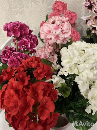 Подарок на 8 марта герань