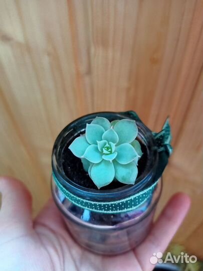 Редкие суккуленты