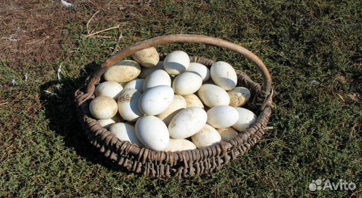 Яйцо гусиное