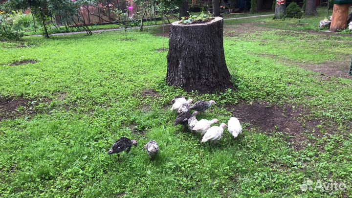 Индюшата 45дней Северокавказские бронзовые