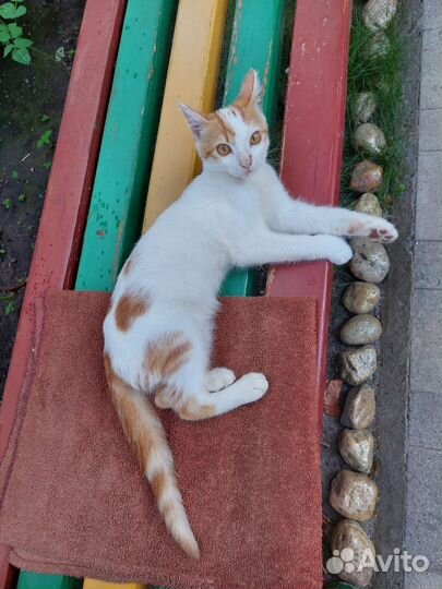 Рыжий котенок в добрые руки бесплатно