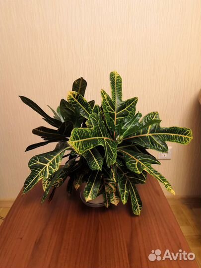 Кротон Экселент