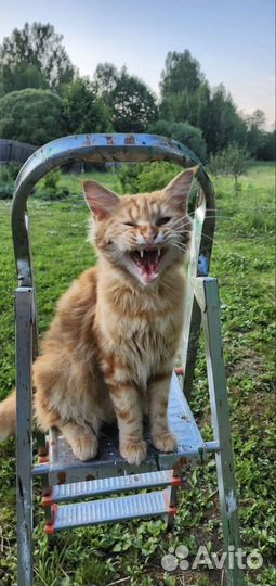 Рыжий кот