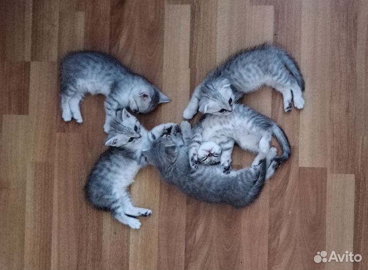 Британские котята