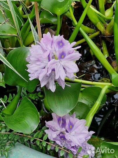 Гиацинт водный