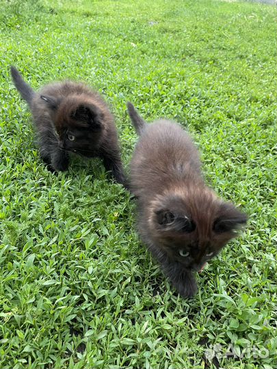 Отдам в добрые руки котят