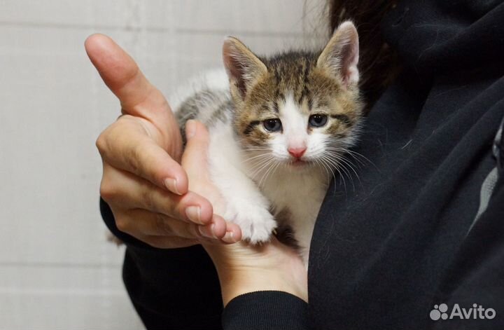 Котенок, мальчик, 1,5 мес