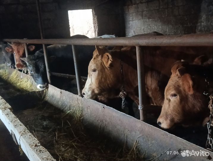 С/х животные бычки