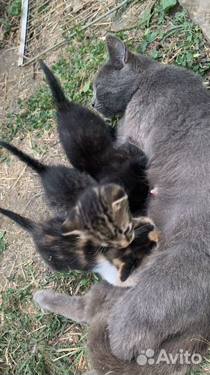 Котята в добрые руки