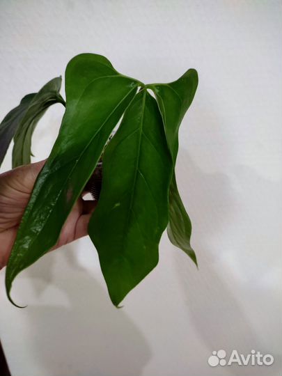 Антуриум Клавигерум