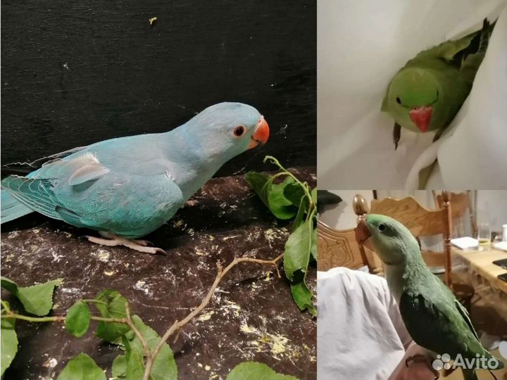 Попугай александрийский и ожереловый