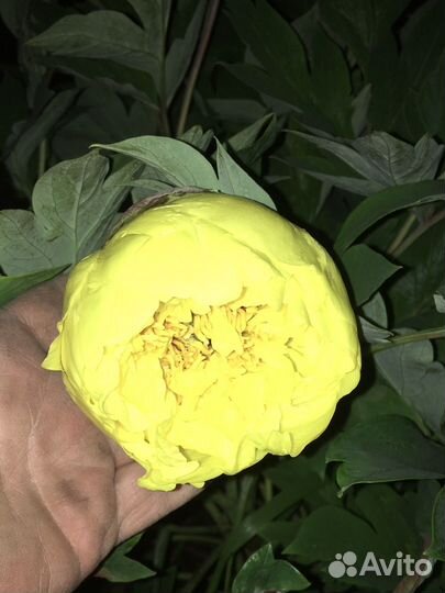 Саженец пиона древовидного