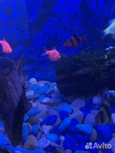 Аквариум 130 литртв