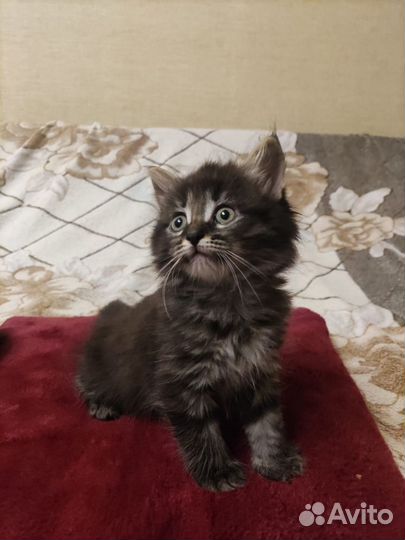 Котята на выбор) в добрые руки