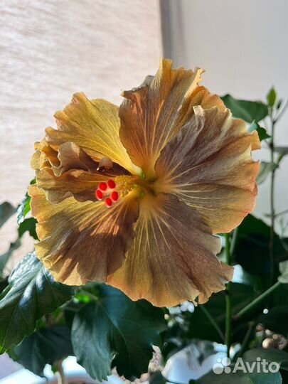 Гибискус Moorea Anastasiа