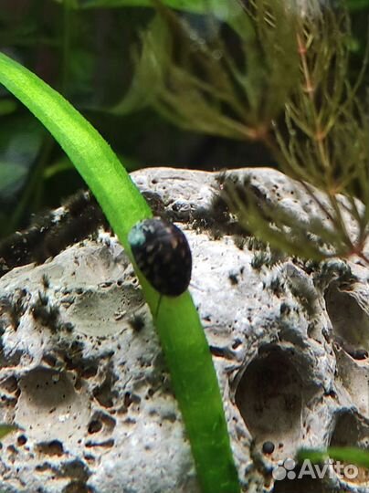 Улитка теодоксус для чистки аквариума, растения