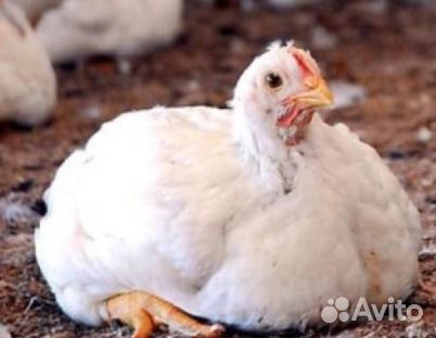 Доставка, Продажа. Яйцо, Цыплята-бройлера Кобб 500