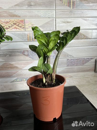 Замиокулькас зензи