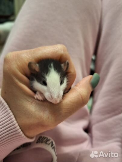 Крыса дамбо