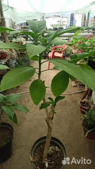 Бругмансия