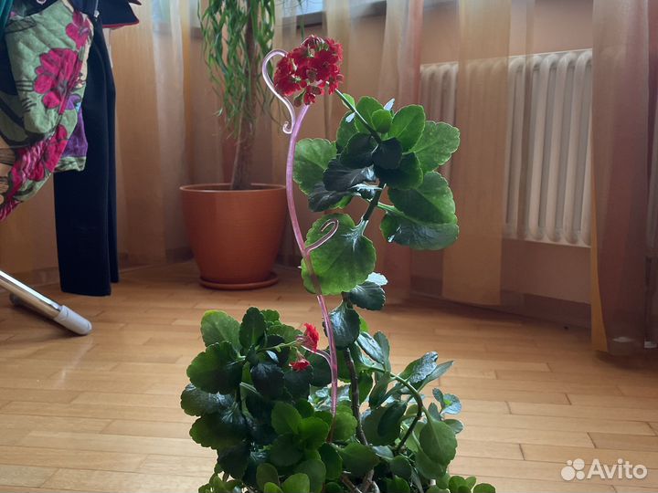 Домашнее растение