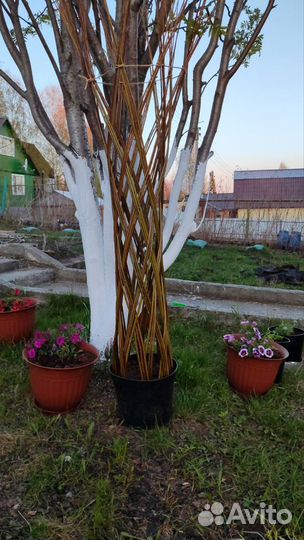 Пальма из ивы