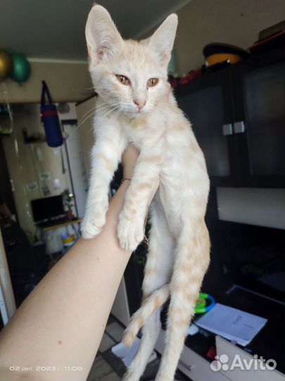 Котёнок мальчик помогите пристроить