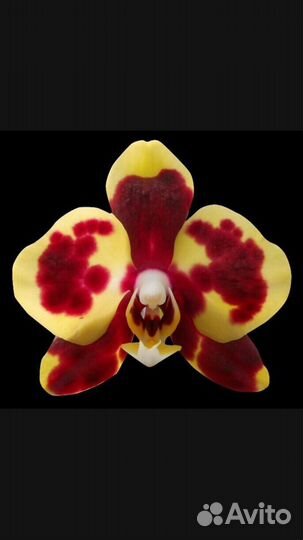 Подростки из орхидей из Азии