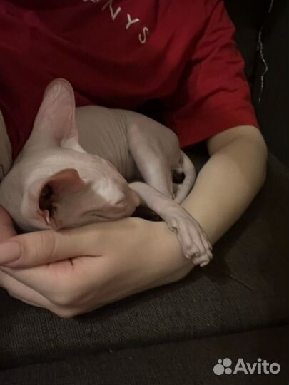 Канадский сфинкс