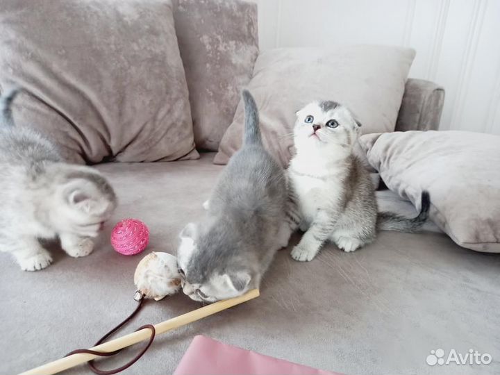 Шотландская девочка