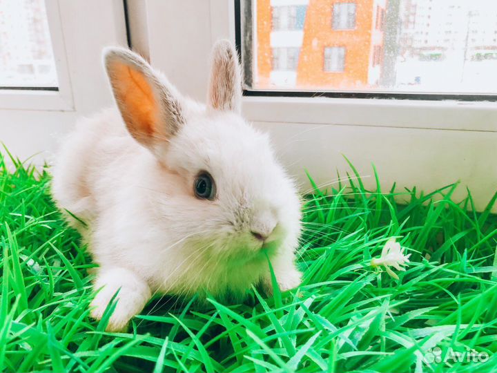 Декоративный карликовый кролик - супер мини