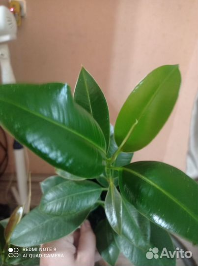 Фикус каучуконосный эластика робуста