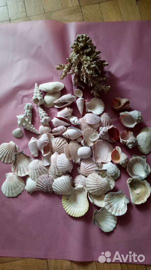 Коралл и ракушки