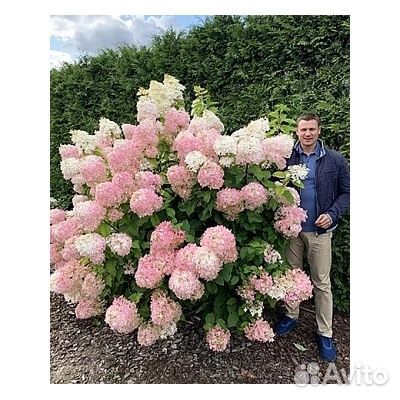 Фантом - гортензия гигант