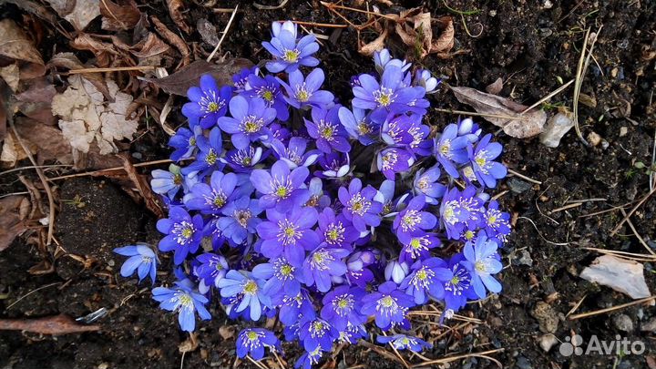 Растения для тени