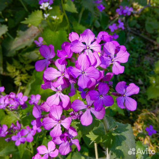 Лапчатка белая лекарственная