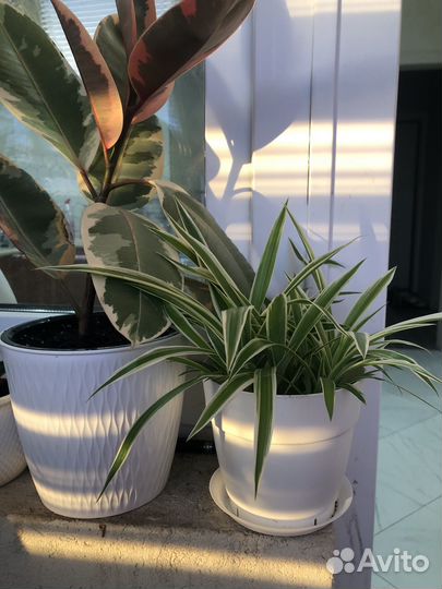 Хлорофитум полосатый