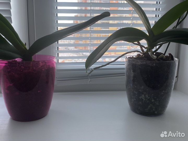 Кашпо для орхидей