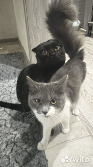 Котята отдам бесплатно