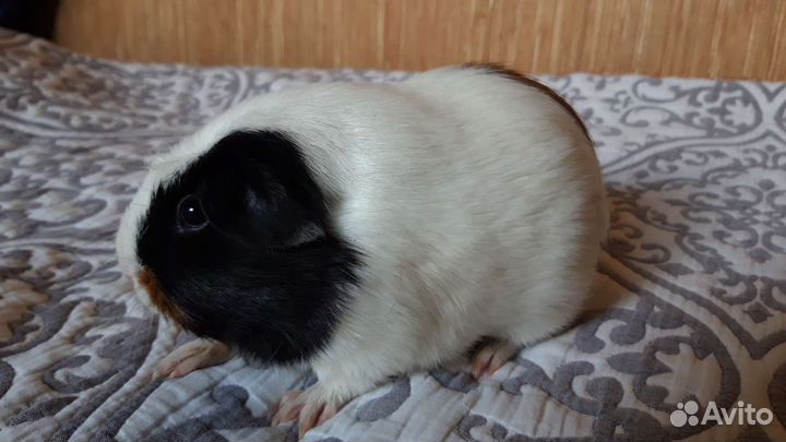 Морские свинки цветной крестед