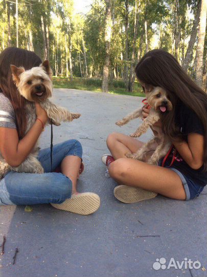 Передержка Собак