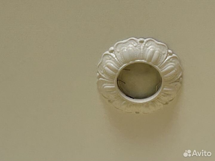 Точники белые- 20 шт