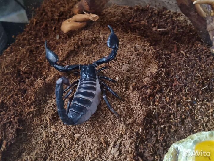 Живой Скорпион