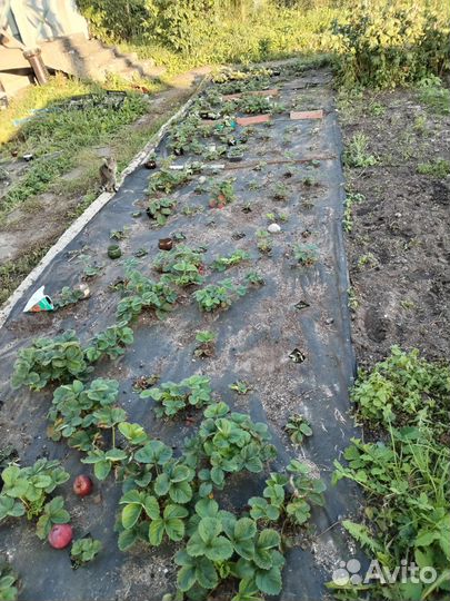 Рассада клубники нескольких сортов