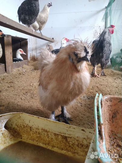 Куры молодки несушки