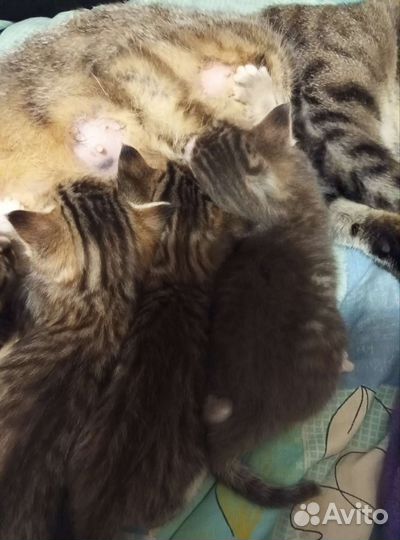 Котята в добрые руки