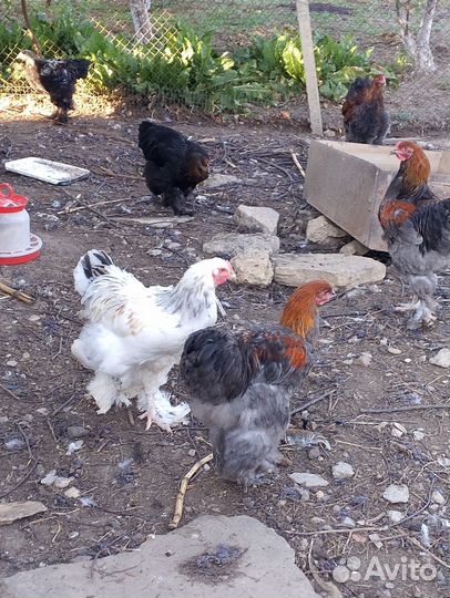 Молодые петухи