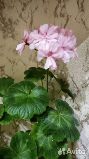 Герань пеларгония белая и розовая цветущая